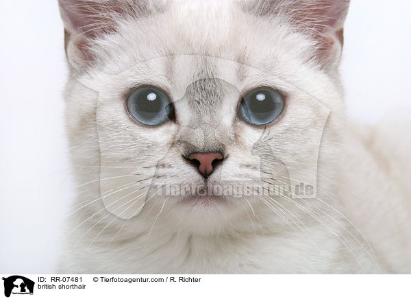 british shorthair / RR-07481