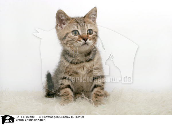 British Shorthair Kitten / RR-07500