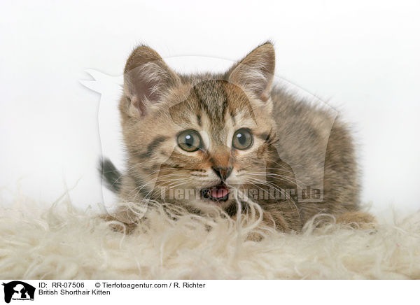 British Shorthair Kitten / RR-07506