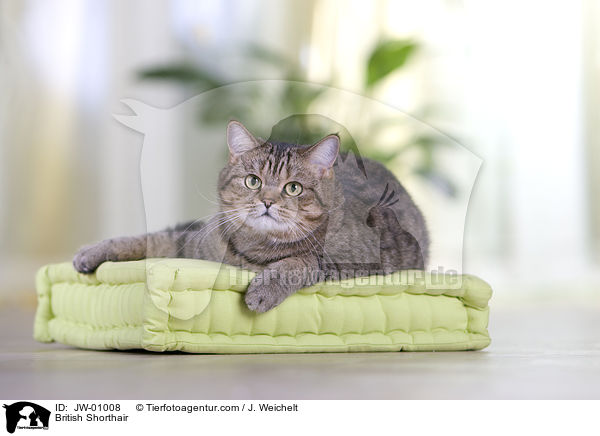 Britisch Kurzhaar / British Shorthair / JW-01008