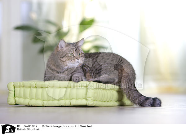 Britisch Kurzhaar / British Shorthair / JW-01009