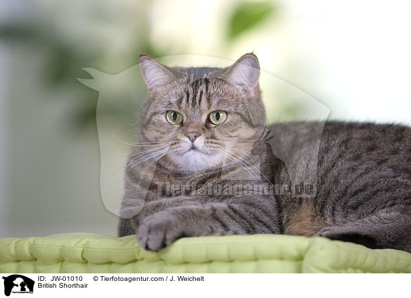 Britisch Kurzhaar / British Shorthair / JW-01010