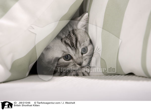 British Shorthair Kitten / JW-01046