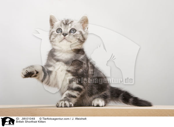 Britisch Kurzhaar Ktzchen / British Shorthair Kitten / JW-01048