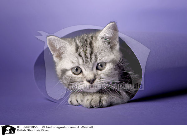 Britisch Kurzhaar Ktzchen / British Shorthair Kitten / JW-01055