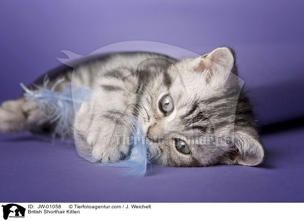 Britisch Kurzhaar Ktzchen / British Shorthair Kitten / JW-01058