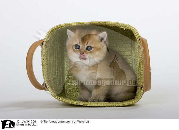 Ktzchen im Krbchen / kitten in basket / JW-01059