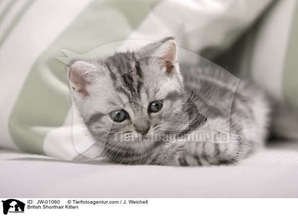 Britisch Kurzhaar Ktzchen / British Shorthair Kitten / JW-01060