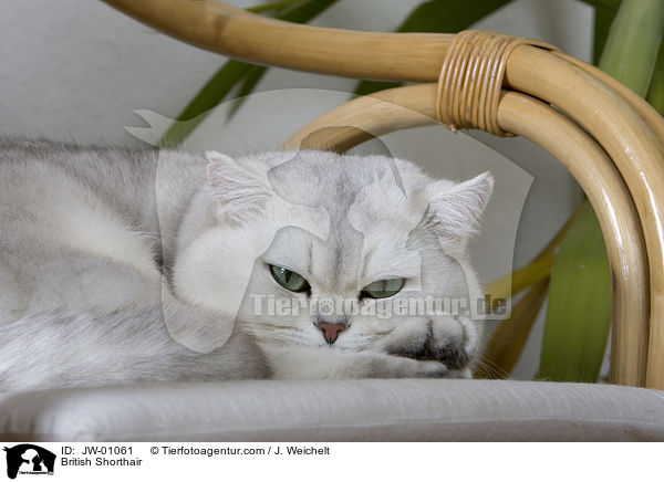 Britisch Kurzhaar / British Shorthair / JW-01061