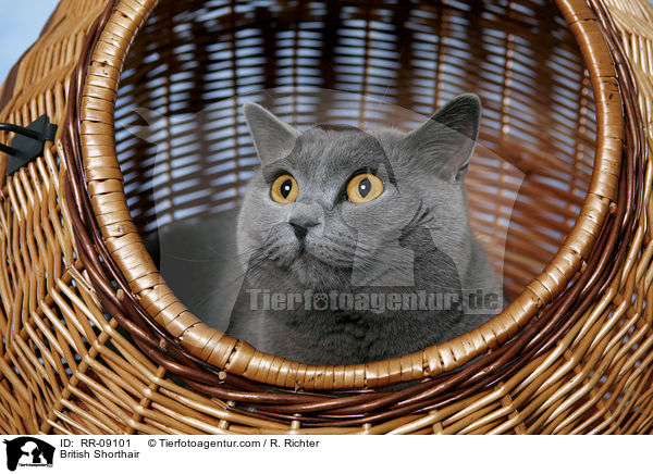 Britisch Kurzhaar / British Shorthair / RR-09101