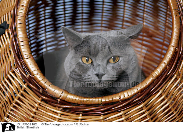 Britisch Kurzhaar / British Shorthair / RR-09102
