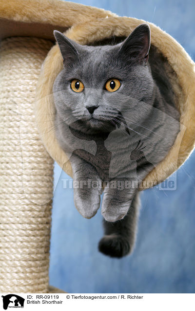 Britisch Kurzhaar / British Shorthair / RR-09119