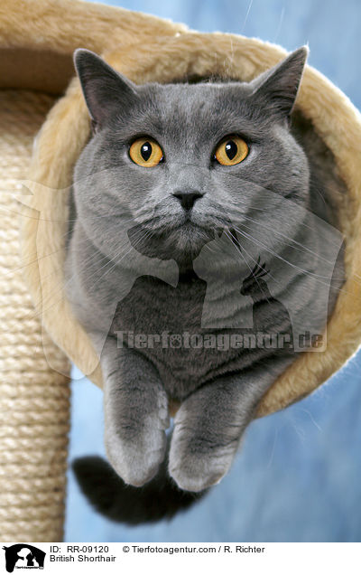 Britisch Kurzhaar / British Shorthair / RR-09120