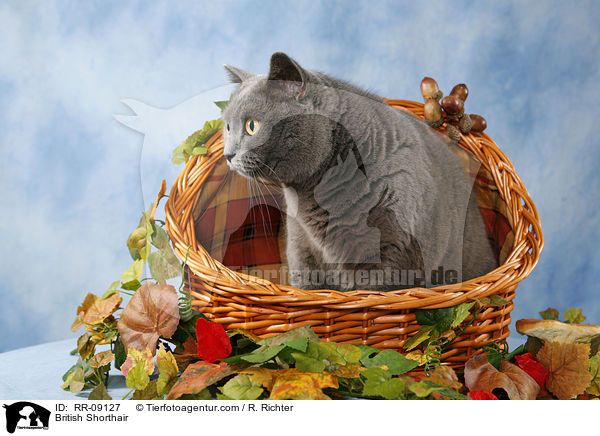 Britisch Kurzhaar / British Shorthair / RR-09127