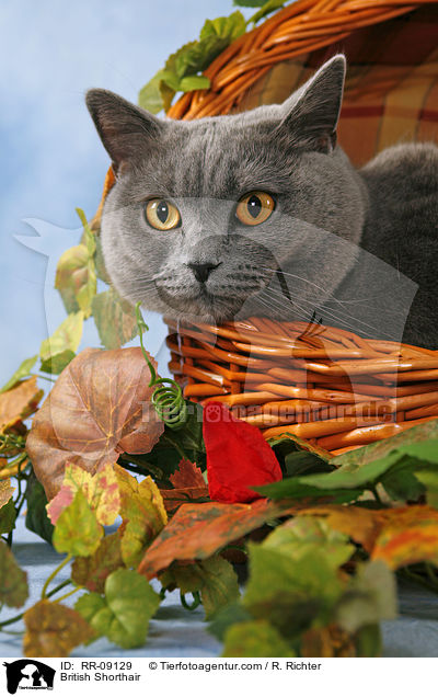 Britisch Kurzhaar / British Shorthair / RR-09129