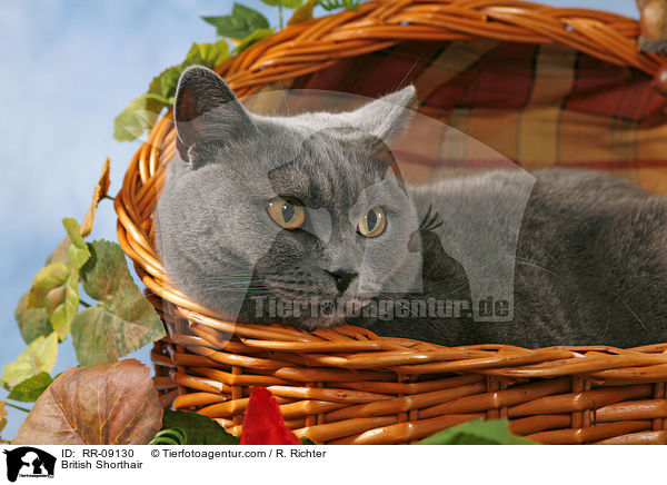 Britisch Kurzhaar / British Shorthair / RR-09130