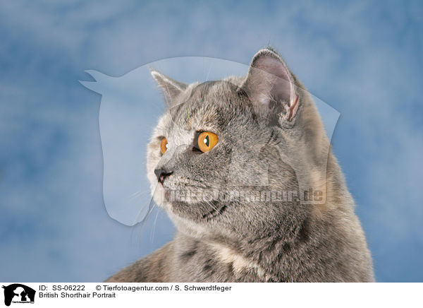 Britisch Kurzhaar Portrait / British Shorthair Portrait / SS-06222