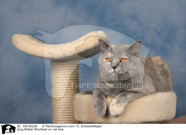 liegende Britisch Kurzhaar auf Kratzbaum / lying British Shorthair on cat tree / SS-06226