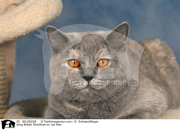 liegende Britisch Kurzhaar auf Kratzbaum / lying British Shorthair on cat tree / SS-06228