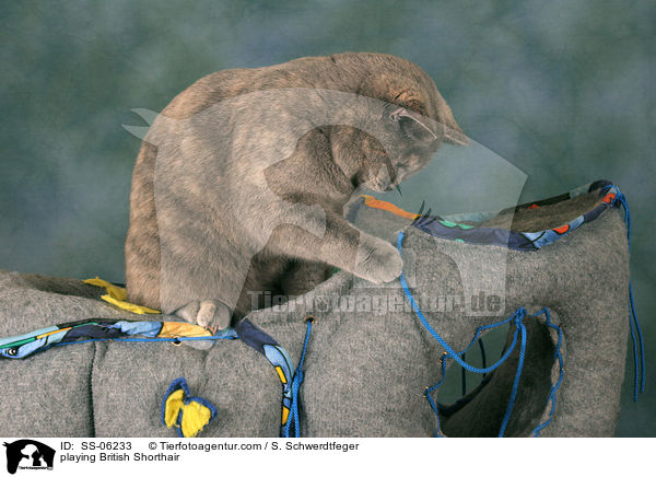 spielende Britisch Kurzhaar / playing British Shorthair / SS-06233