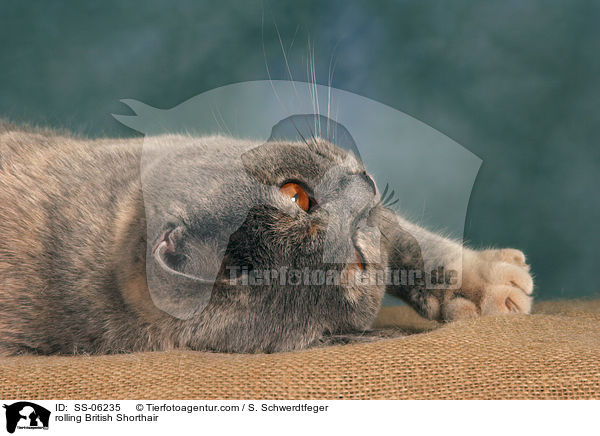 Britisch Kurzhaar wlzt sich / rolling British Shorthair / SS-06235