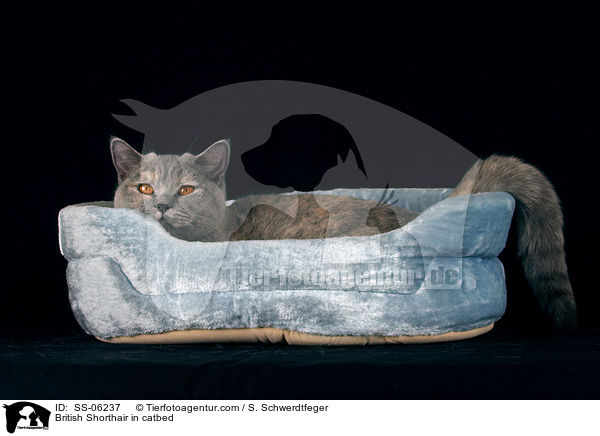 Britisch Kurzhaar in Krbchen / British Shorthair in catbed / SS-06237