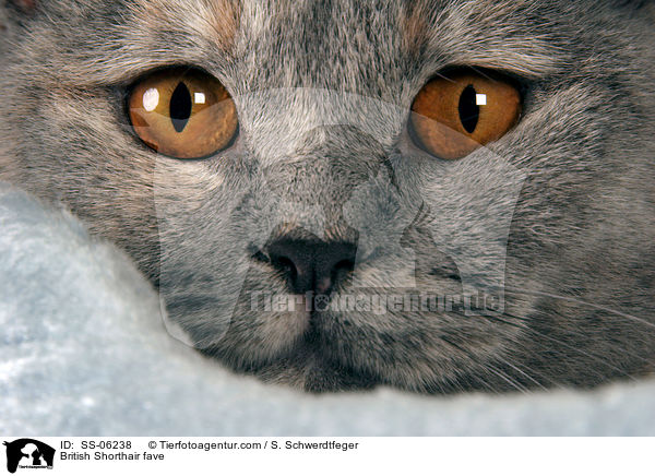 Britisch Kurzhaar Gesicht / British Shorthair fave / SS-06238