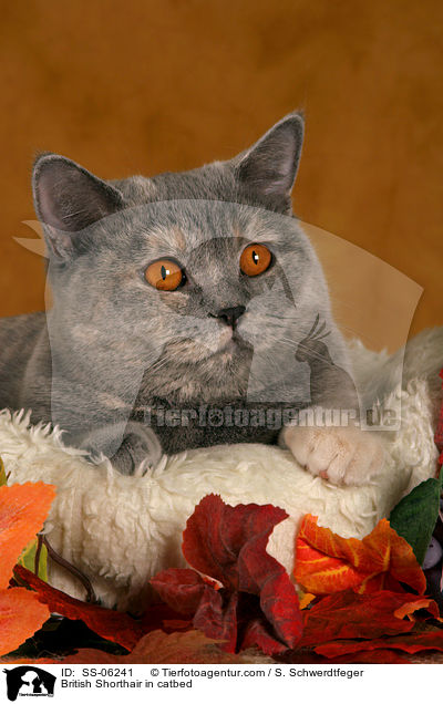Britisch Kurzhaar in Krbchen / British Shorthair in catbed / SS-06241