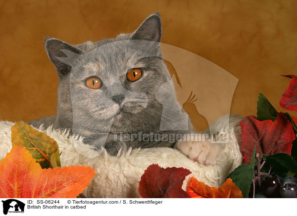 Britisch Kurzhaar in Krbchen / British Shorthair in catbed / SS-06244