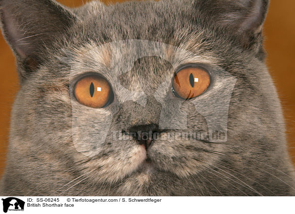 Britisch Kurzhaar Gesicht / British Shorthair face / SS-06245
