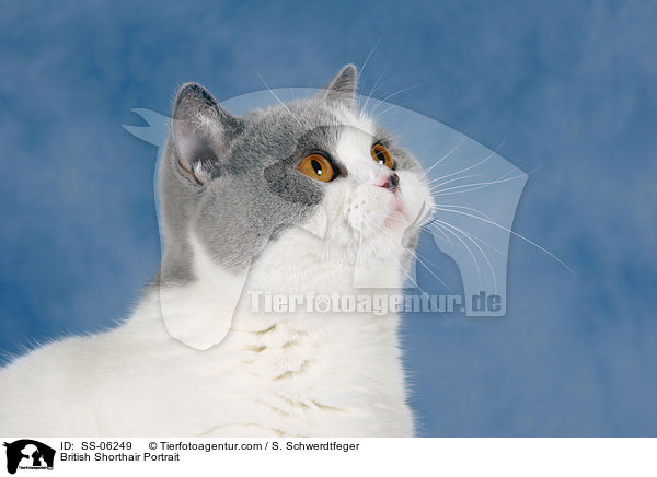 Britisch Kurzhaar Portrait / British Shorthair Portrait / SS-06249