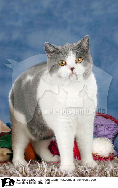 stehende Britisch Kurzhaar / standing British Shorthair / SS-06252