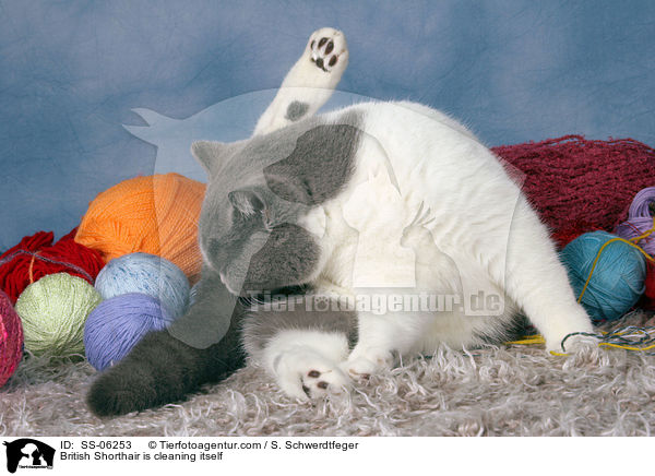 Britisch Kurzhaar putzt sich / British Shorthair is cleaning itself / SS-06253