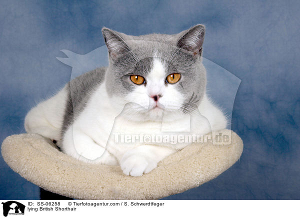 liegende Britisch Kurzhaar / lying British Shorthair / SS-06258