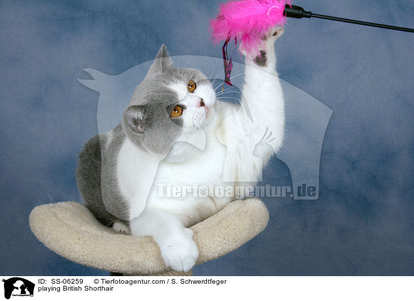 spielende Britisch Kurzhaar / playing British Shorthair / SS-06259