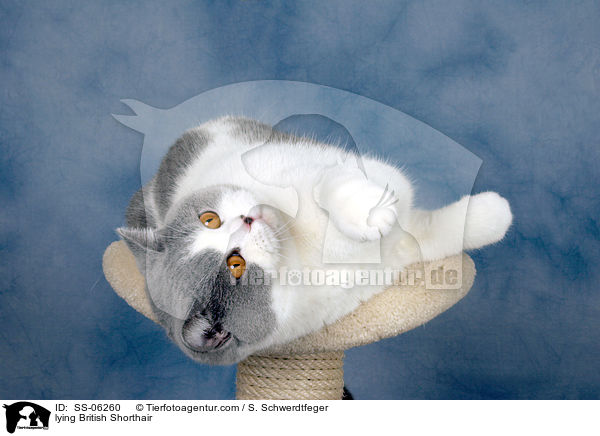 liegende Britisch Kurzhaar / lying British Shorthair / SS-06260