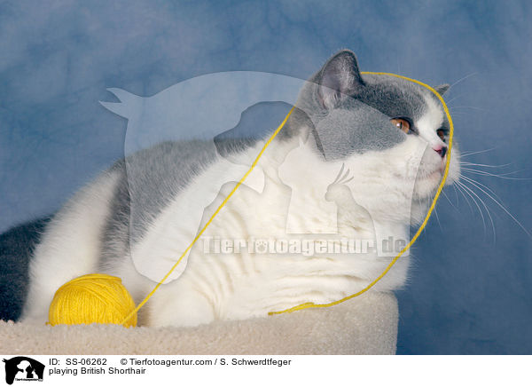 spielende Britisch Kurzhaar / playing British Shorthair / SS-06262