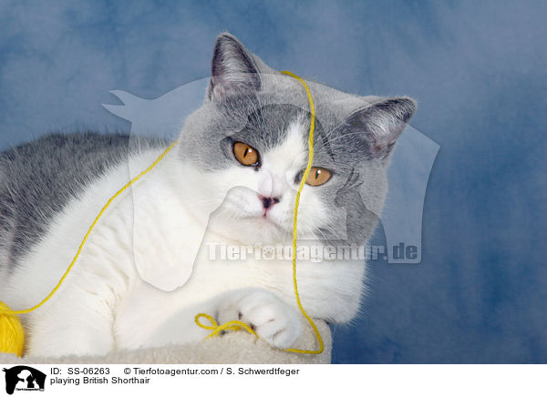 spielende Britisch Kurzhaar / playing British Shorthair / SS-06263