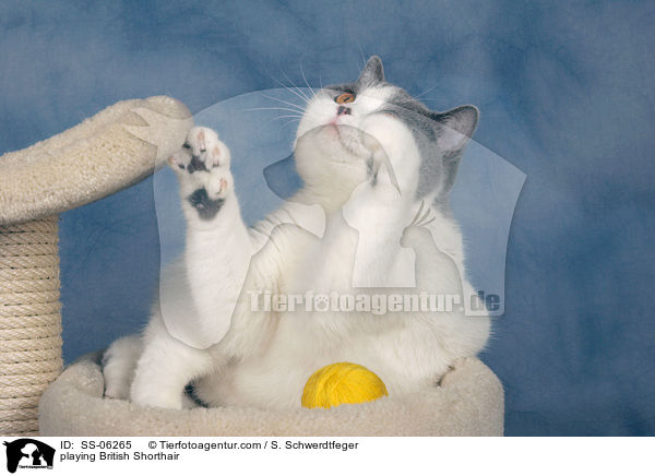 spielende Britisch Kurzhaar / playing British Shorthair / SS-06265