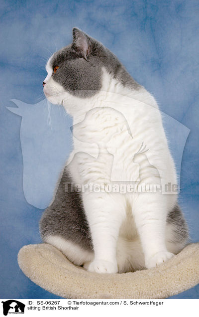 sitzende Britisch Kurzhaar / sitting British Shorthair / SS-06267