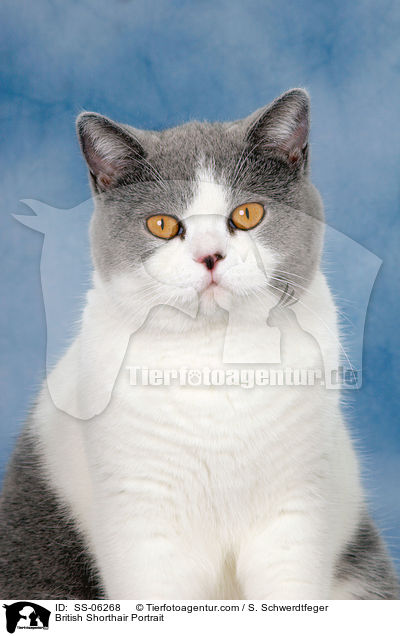 Britisch Kurzhaar Portrait / British Shorthair Portrait / SS-06268