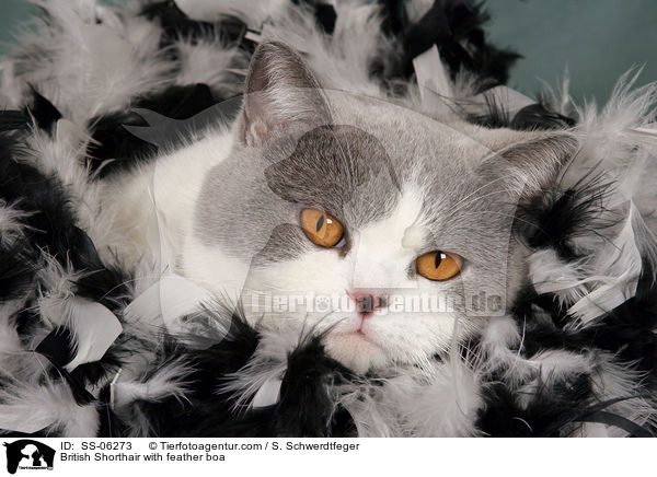 Britisch Kurzhaar mit Federboa / British Shorthair with feather boa / SS-06273