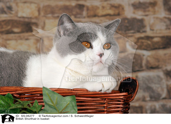 Britisch Kurzhaar in Krbchen / British Shorthair in basket / SS-06277