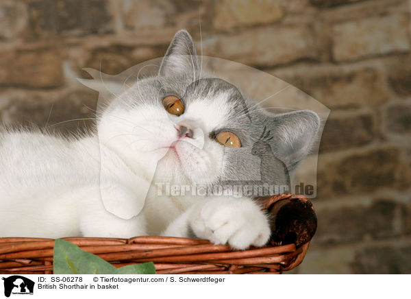 Britisch Kurzhaar in Krbchen / British Shorthair in basket / SS-06278