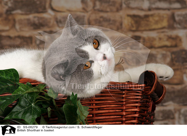 Britisch Kurzhaar in Krbchen / British Shorthair in basket / SS-06279