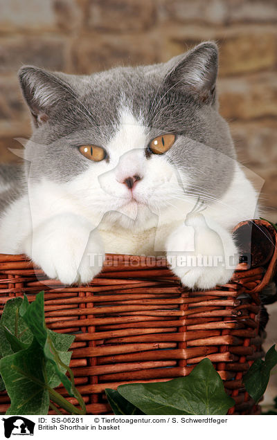 Britisch Kurzhaar in Krbchen / British Shorthair in basket / SS-06281