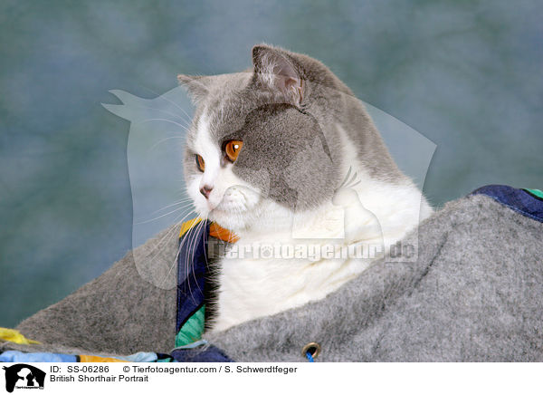 Britisch Kurzhaar Portrait / British Shorthair Portrait / SS-06286
