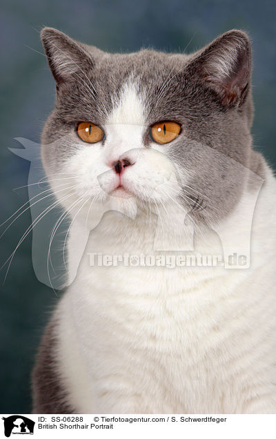 Britisch Kurzhaar Portrait / British Shorthair Portrait / SS-06288