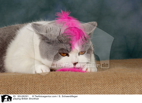 spielende Britisch Kurzhaar / playing British Shorthair / SS-06291