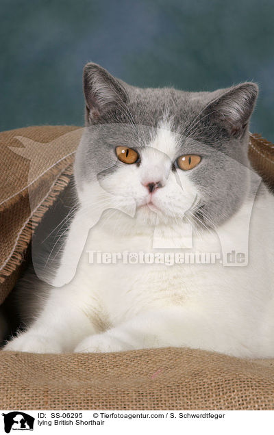 liegende Britisch Kurzhaar / lying British Shorthair / SS-06295
